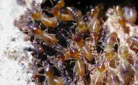 白蚁防治